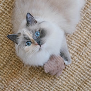 Catnip pillow shell. Valerian pillow corduroy. Pillow filled with catnip and sheep&#39;s wool.