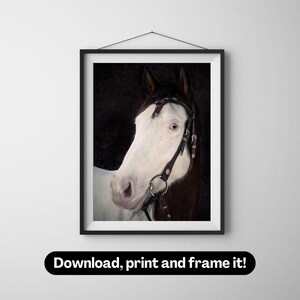 American paint horse with blue eyes portrait | Photography wall art | Printable digital download