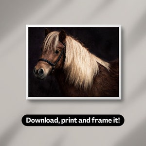 Shetland pony portrait | Photography wall art | Printable digital download
