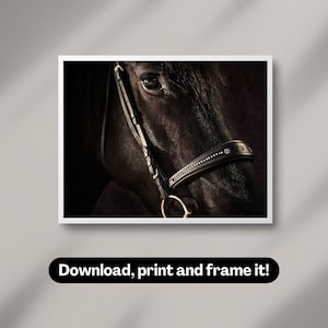 Friesian horse portrait | Photography wall art | Printable digital download