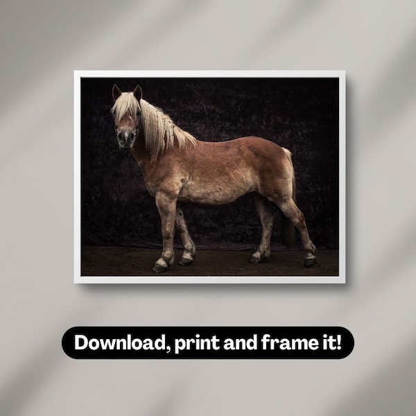 Haflinger horse portrait | Photography wall art | Printable digital download