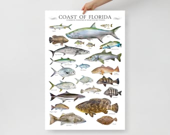 May include: A colorful illustrated guide to common inshore and near shore fish found on the coast of Florida. The poster features a variety of fish species, including the Sailfish, King Mackerel, Red Drum, Grouper, and Flounder.