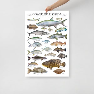 24x36 Coast of Florida Common Inshore & Nearshore Fishes Poster, Florida Fish Poster, Fish ID Chart