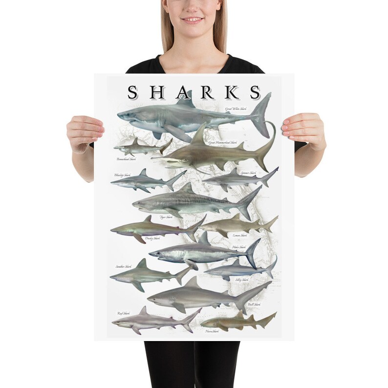 Shark Poster, Shark Species ID Poster, Shark ID Chart, Sharks of