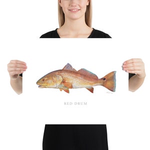 Red Drum Print, Redfish, Florida Art, Coastal Art, Fine Art Print, Fish Art, Saltwater Gamefish picture
