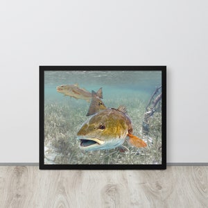 Framed Redfish Painting, Framed Redfish Giclee Paper Print, Fish Art, Florida Fishing