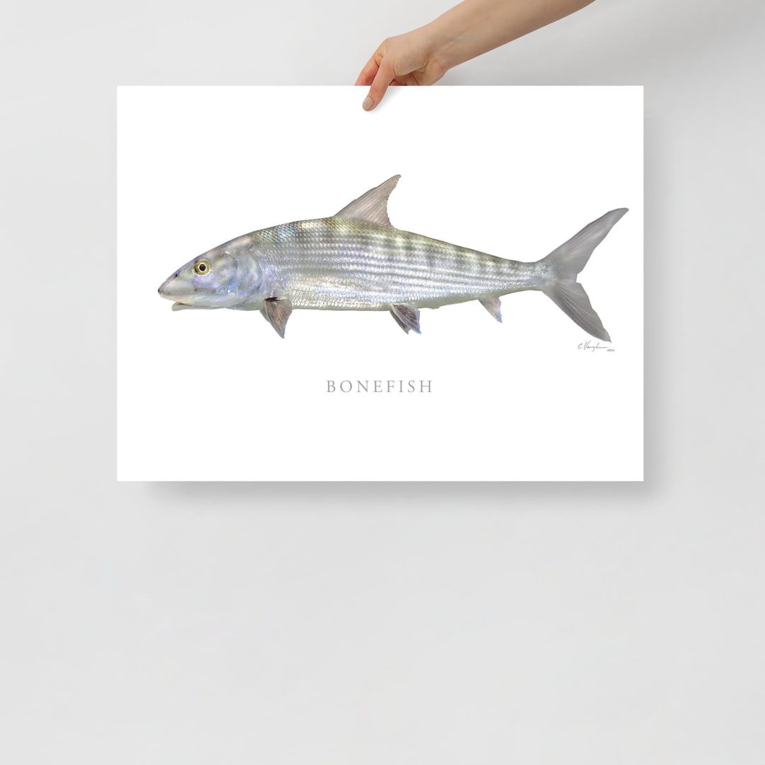 Bonefish Print, Coastal Art, Fine Art Print, Fish Art, Saltwater ...