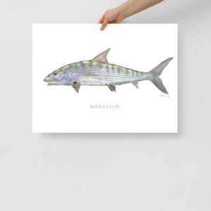 Impresión de pez macabí, arte costero, impresión de bellas artes, arte de peces, imagen de peces de caza de agua salada