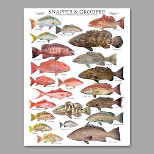 May include: A poster featuring illustrations of various Snapper & Grouper fish species common to Florida's Atlantic & Gulf waters. The poster includes the names of each fish, with a white background.