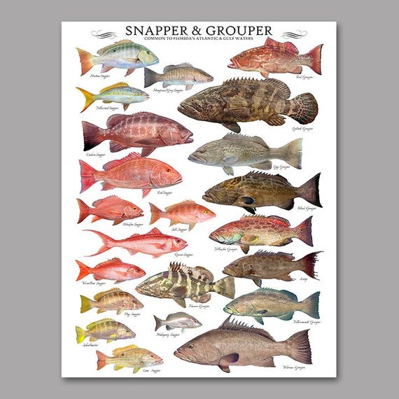 Snapper & Grouper Species ID Mini-poster 8.5