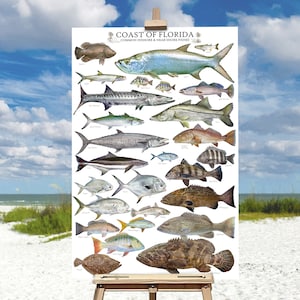 Édition spéciale affiche de poissons côtiers et côtiers communs de la côte de la Floride, affiche de poissons de Floride, carte d'identification des poissons