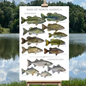 Bass of North America Game Fish Identification Print, Fishing Poster