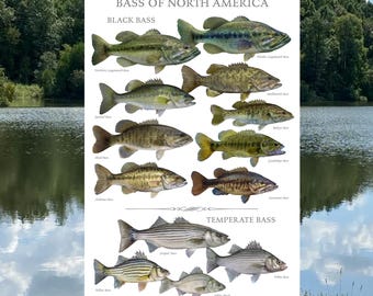Bass of North America Game Fish Identification Print, Fishing Poster