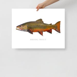 Brook Trout Print, Fly Fishing, Angling Art, Nature Art, Fine Art Print, Fish Art, Gamefish picture