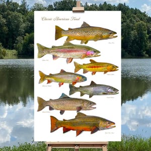 Classic Trout of North America Fish Identification Print, Fishing Poster