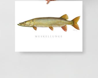 Muskellunge Print, Muskie, Fish Art, Gamefish picture