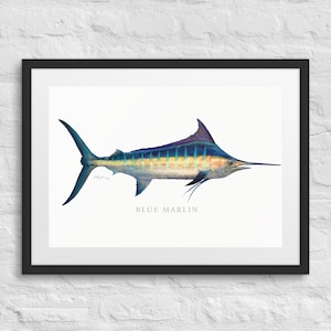 以下が含まれることがあります： 白い背景に青いマルリンの魚を描いた水彩画。魚は横向きに描かれており、長いとがった口と背びれが描かれている。絵には「BLUE MARLIN」というタイトルが付けられている。