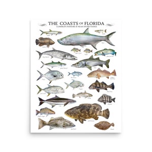 Coast of Florida Common Inshore & Nearshore Fishes Poster, Florida Fish Poster, Fish ID Chart
