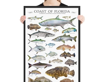 Framed 24x36 Coast of Florida Common Inshore & Nearshore Fishes Poster, Florida Fish Poster, Fish ID Chart