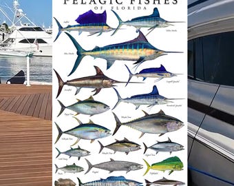Pelagic Fishes of Florida & Surrounding Waters Species ID poster, Fish ID Chart