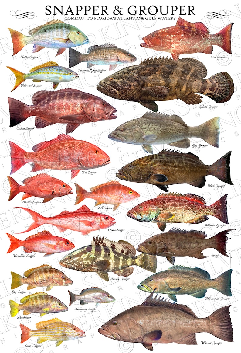 Snapper & Grouper Species ID Poster, Fish ID Chart, Snapper Poster ...