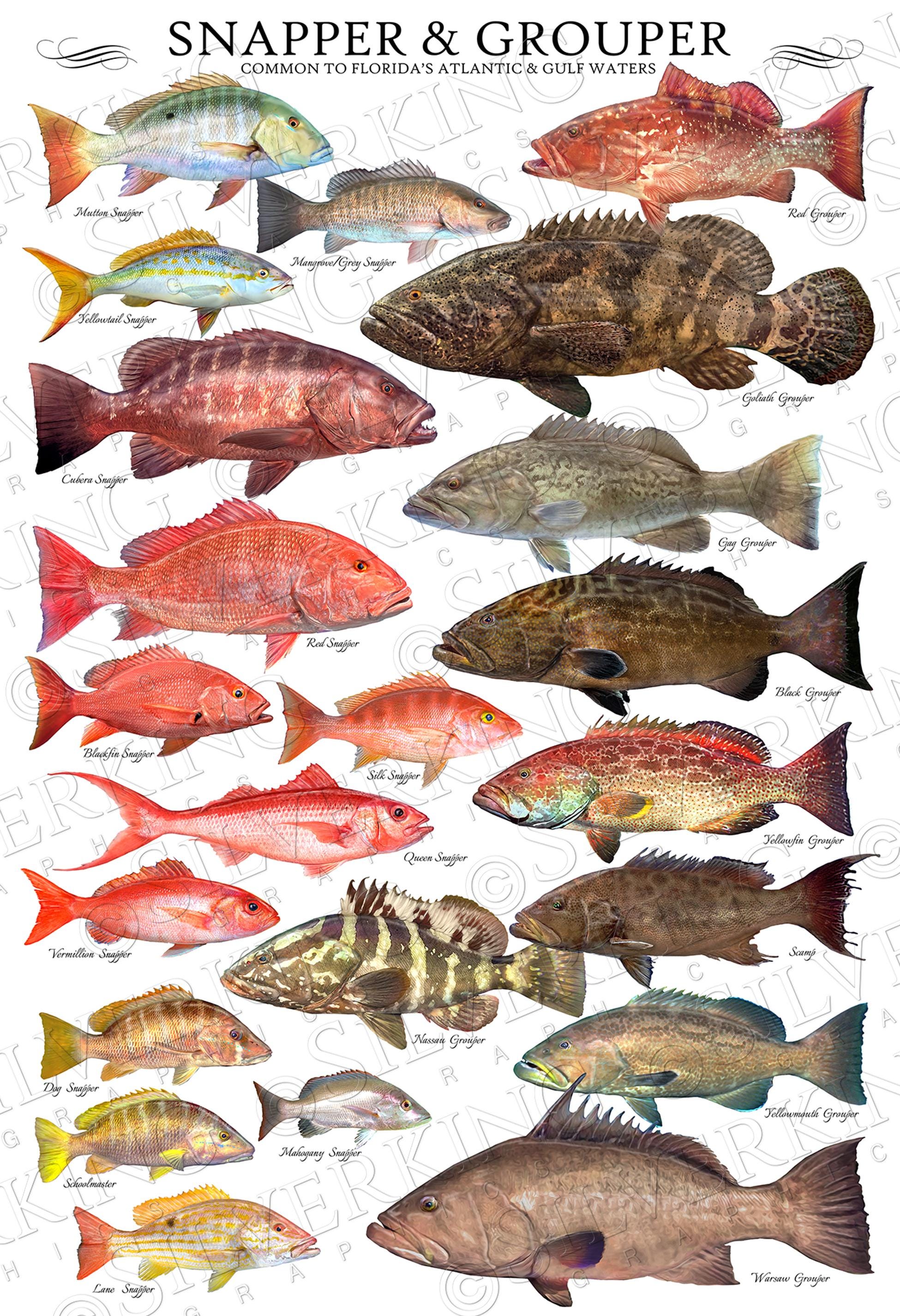 Snapper Grouper Species ID Poster Fish ID Chart Snapper Poster 