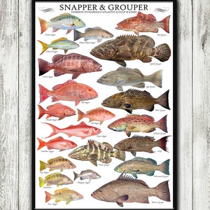 24" x 36" Snapper & Grouper Species ID poster, Fish ID Chart, Snapper Poster, Grouper Poster