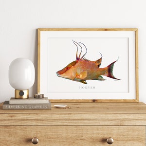 Hogfish Painting, Hogfish Print, Hogfish Poster, Florida Art, Coastal Art, Fine Art Print, Fish Art, Saltwater Gamefish picture