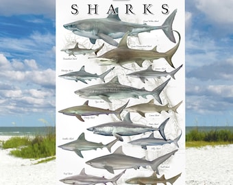 Shark Poster, Shark Species ID poster, Shark ID Chart, Sharks of Florida