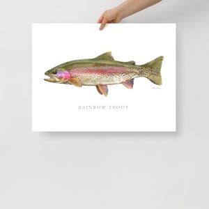 Rainbow Trout Print, Fly Fishing, Angling Art, Nature Art, Fine Art Print, Fish Art, Gamefish picture
