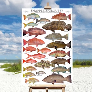 May include: A colorful illustrated guide to common snapper and grouper fish found in Florida's Atlantic and Gulf waters. The poster features detailed illustrations of each fish species, including the red snapper, black grouper, and yellowtail snapper.