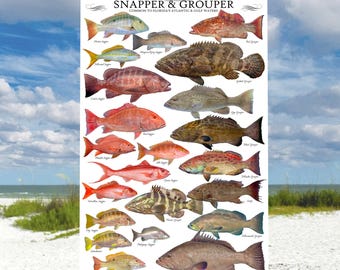 Snapper & Grouper Species ID poster, Fish ID Chart, Snapper Poster, Grouper Poster