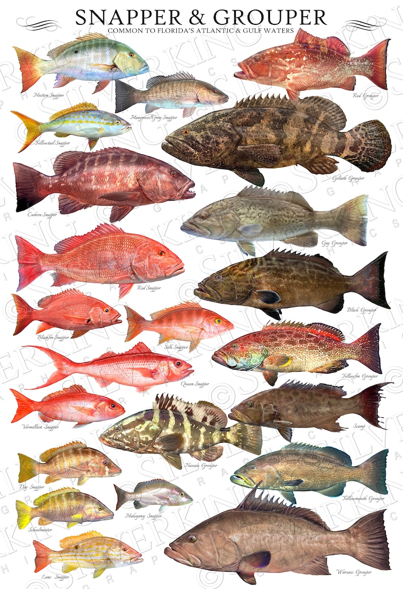 24 X 36 Snapper & Grouper Species ID Poster, Fish ID Chart, Snapper Poster, Grouper Poster Etsy