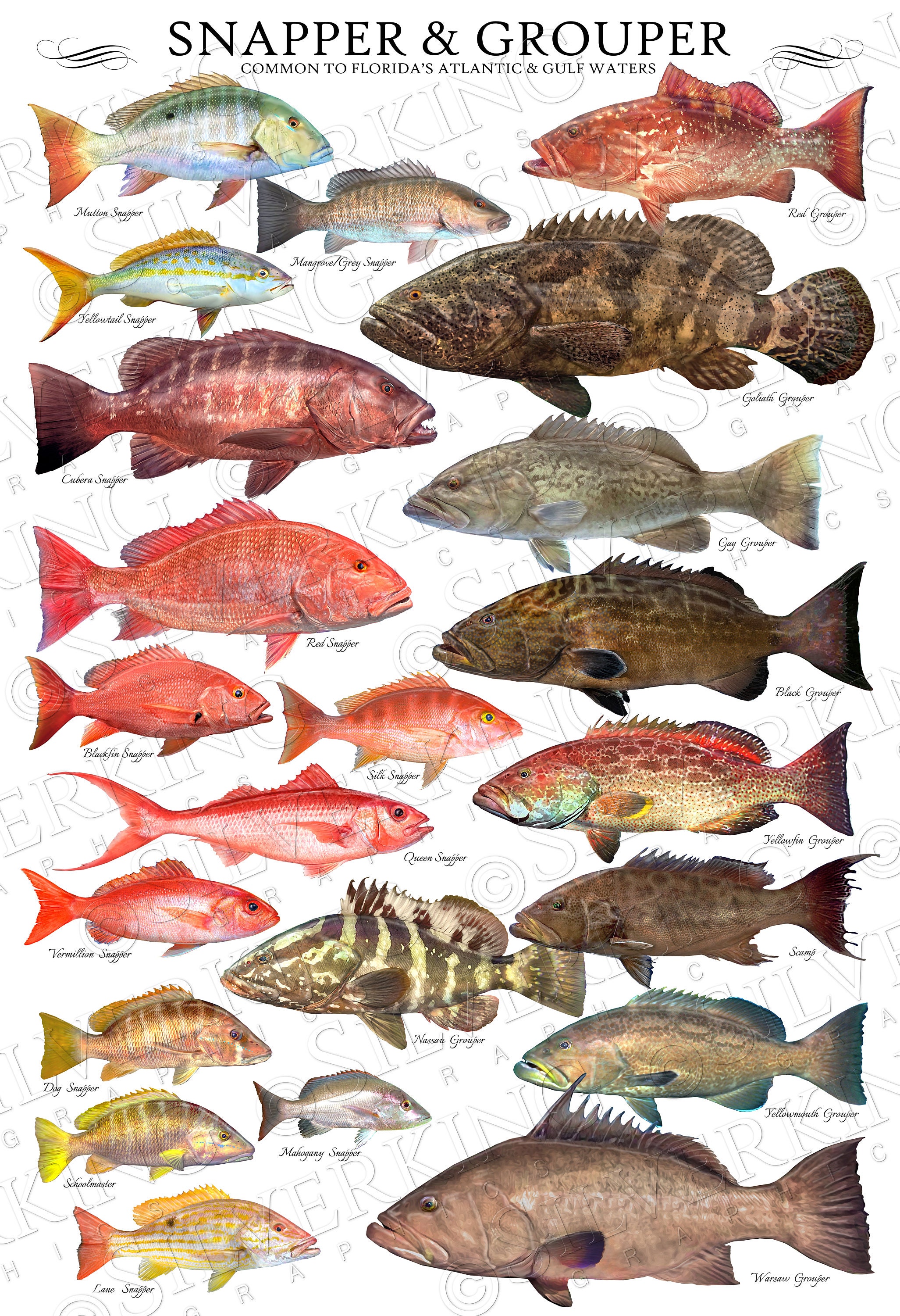 24 X 36 Snapper Grouper Species ID Poster Fish ID Chart