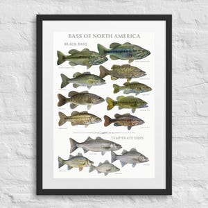 Bass of North America Game Fish Identification Print, Framed & Matted
