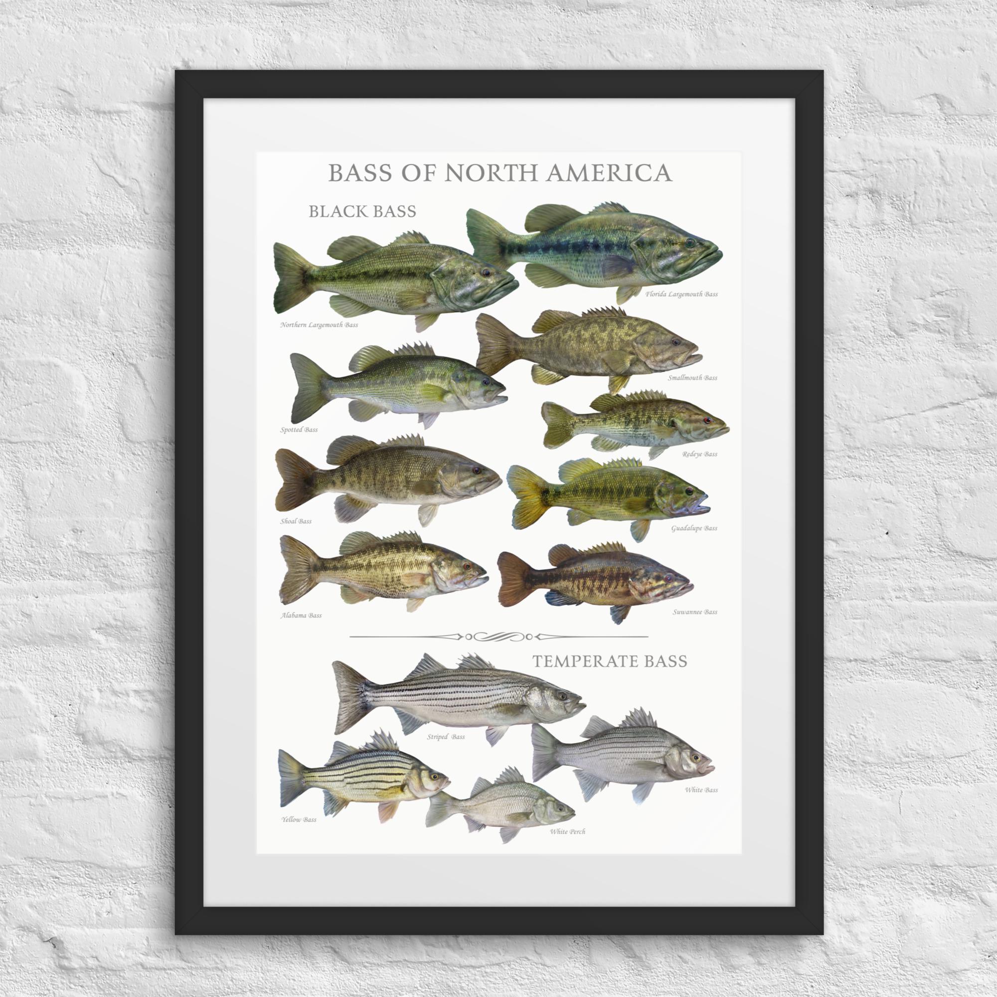 Bass of North America Game Fish Identification Print, Framed