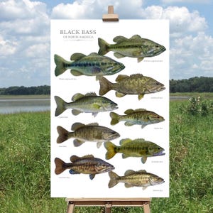 Black Bass of North America Fish Identification Print, Fishing Poster