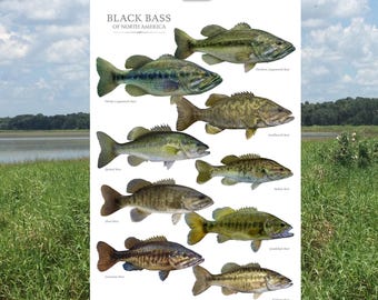 May include: A poster on an easel displays illustrations of various black bass species from North America. The poster features detailed drawings of fish, including Florida Largemouth Bass and Northern Largemouth Bass, against a white background.
