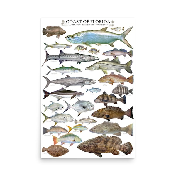 2023 Special Edition 24x36 Coast of Florida Common Inshore & Nearshore Fishes Poster, Florida Fish Poster, Fish ID Chart