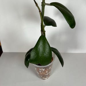 Hoya Kerrii  Sweetheart