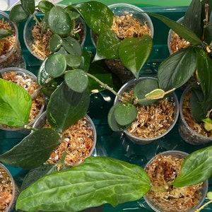 Mystery Hoya box rooted and unrooted