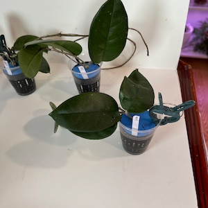 Hongos de hoya