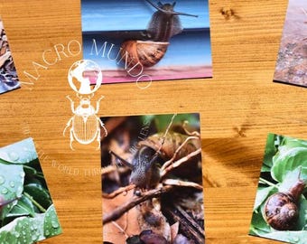 Nature Photography Snail Postcard Set: Garden Snail Stationery Cards