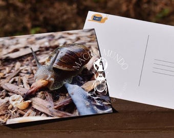 Snail Eating Flower Photography Postcard: Nature Lover Snail Mail