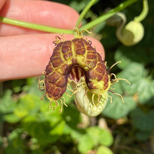 Fresh 2023 seed: Aristolochia fimbriata, 15+ seeds, attractive silver-laced groundcover, extremely cool flowers, butterflies, deer-resistant