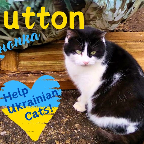 Support Ukrainian Cat! Feed Button, Ukrainian animal rescue, digital photo download
