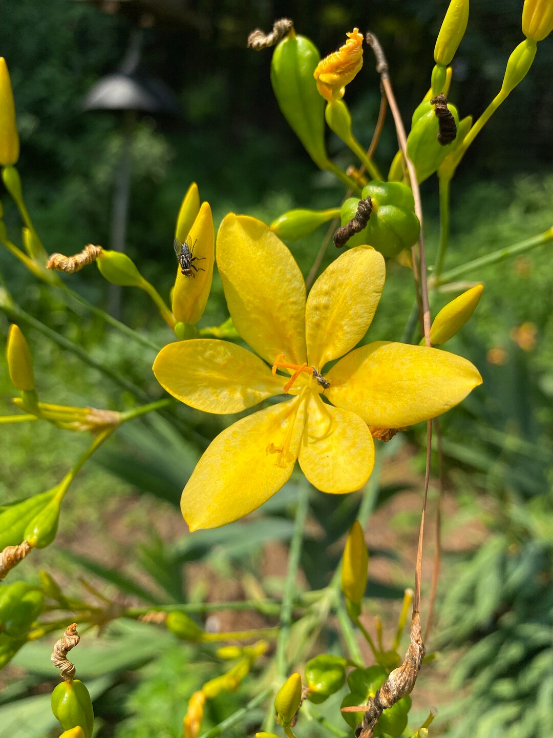 SALE 2022 Seed Yellow Belamcanda,pardancanda 20 Seeds, Blackberry Lily
