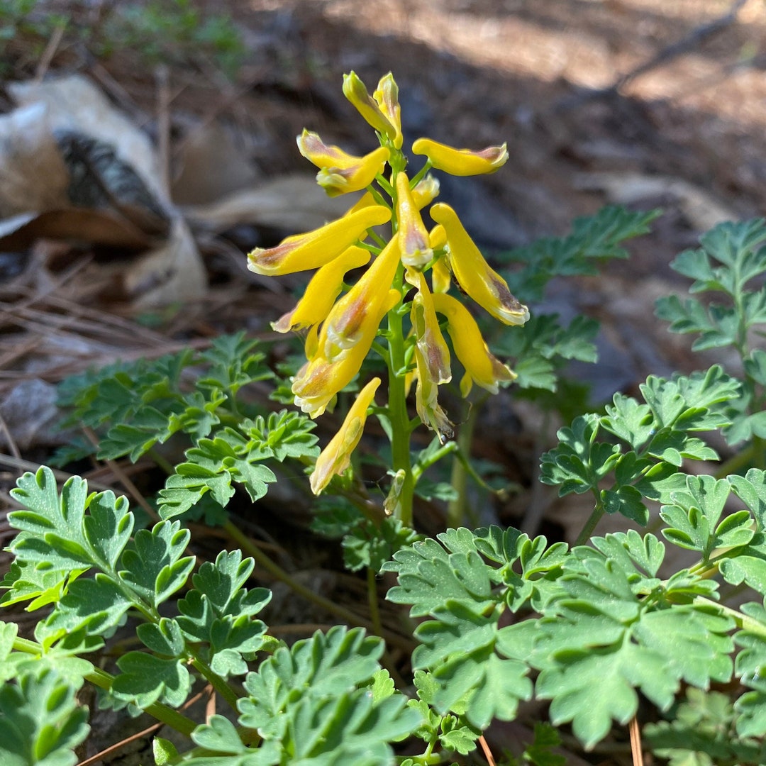 Fresh 2023 Seed Corydalis Lutea, Pseudofumaria Lutea, Dicentra Relative