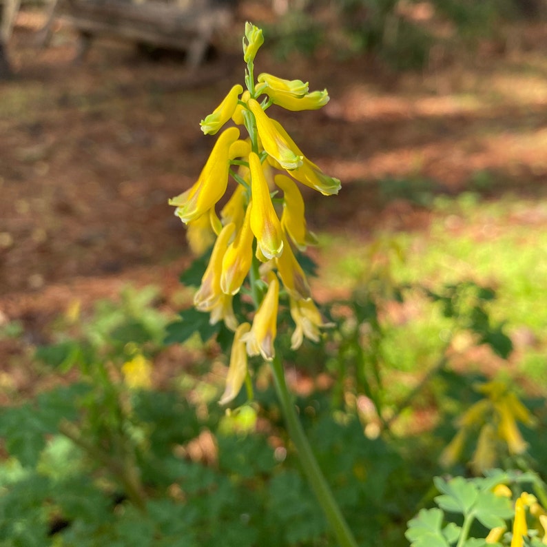 Fresh 2023 Seed Corydalis Lutea, Pseudofumaria Lutea, Dicentra Relative