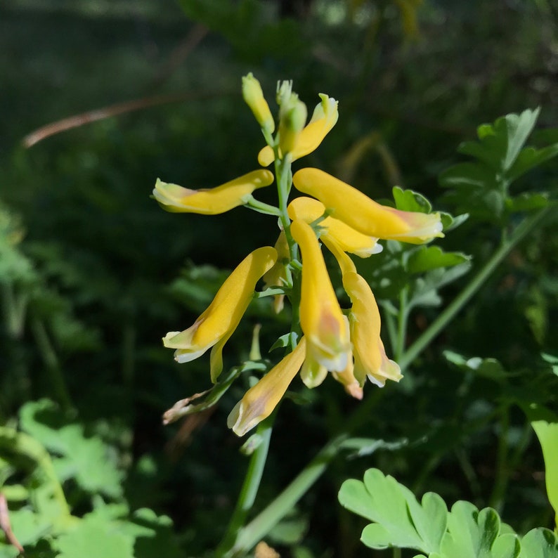 Fresh 2023 Seed Corydalis Lutea, Pseudofumaria Lutea, Dicentra Relative